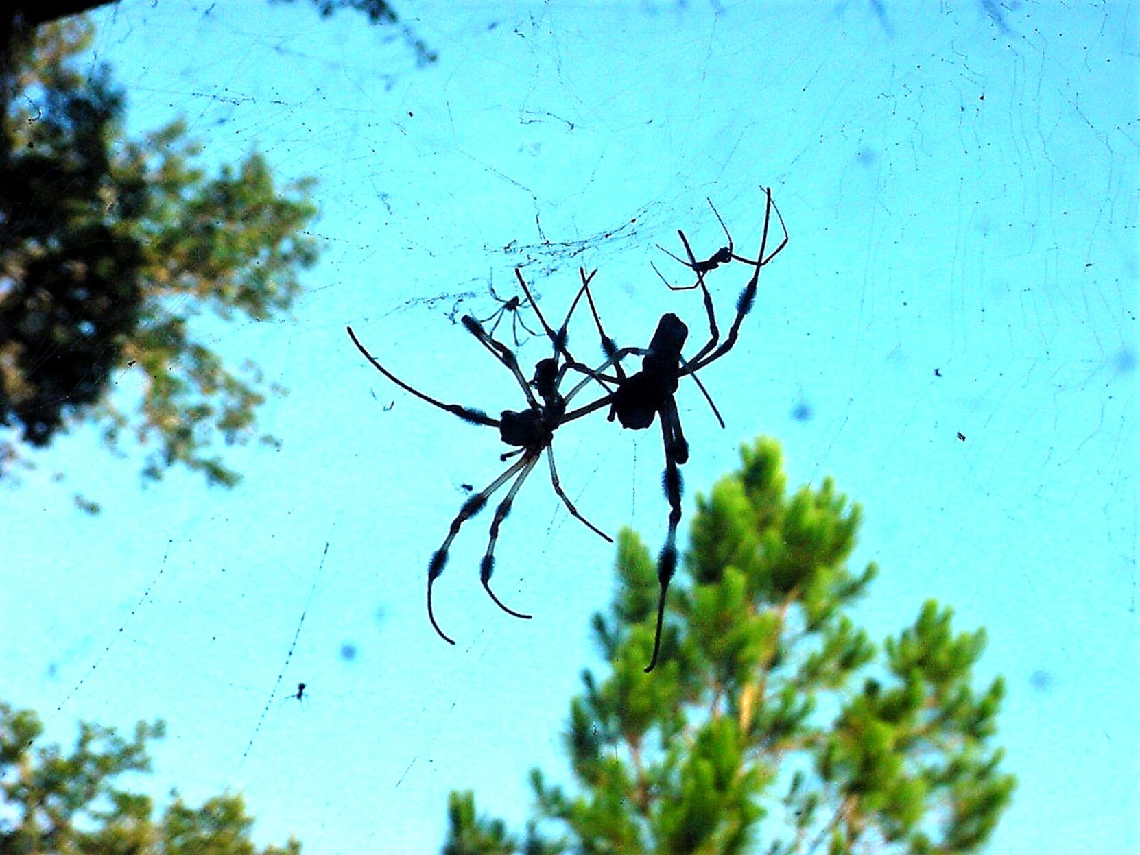 Golden Silk spider with two males